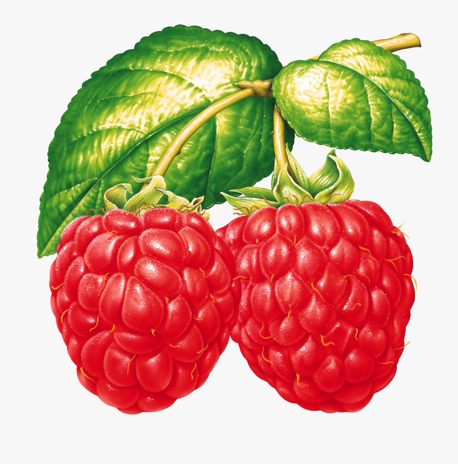 Rraspberry Png Image - Red Raspberry Clipart, Transparent Clipart
