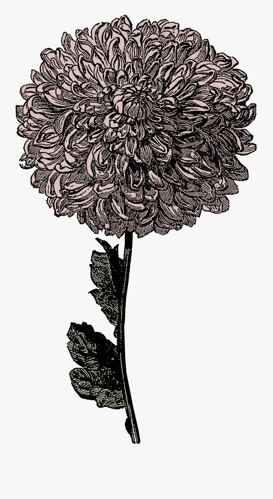 Victorian - Clipart - Chrysanthemum Clipart Black And White, Transparent Clipart