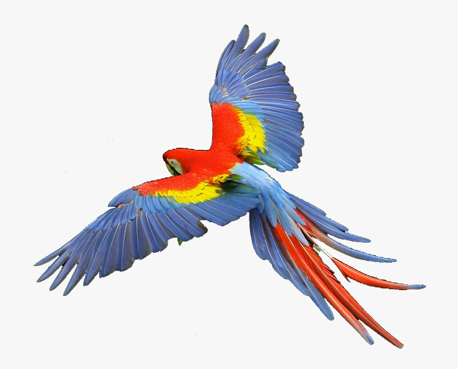 Macaw Scarlet - Scarlet Macaw Png, Transparent Clipart