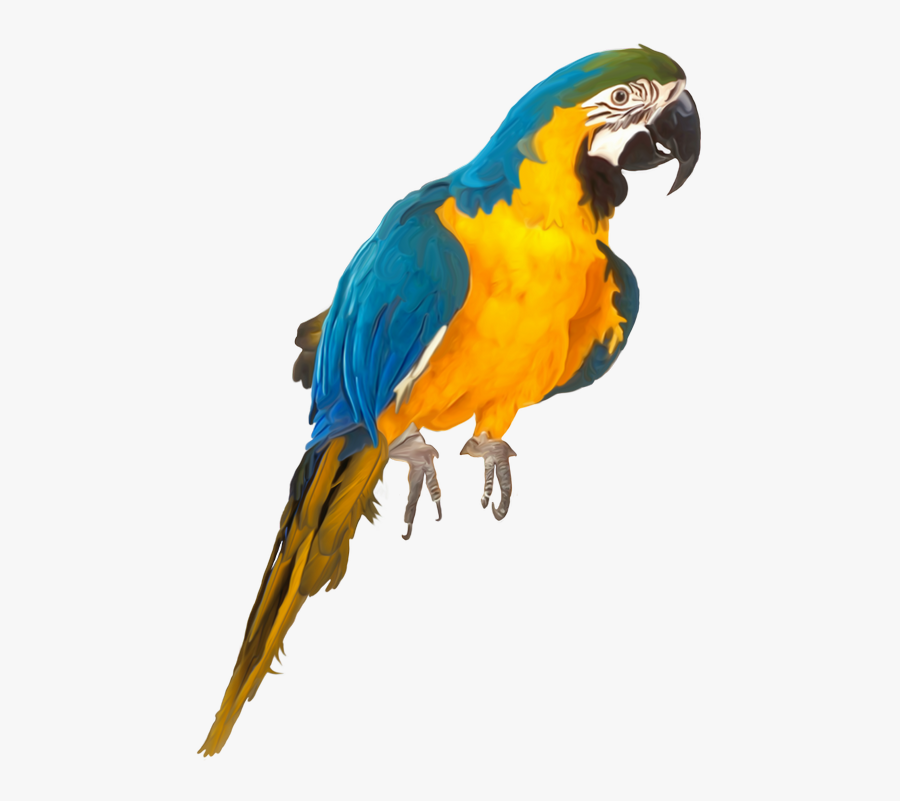 Oiseaux,birds Parrots, Clip Art, Birds, Parrot, Illustrations, - Parrot Psd, Transparent Clipart