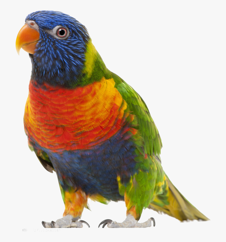 Bird True Parrot Clip Art - Transparent Background Parrot Png, Transparent Clipart
