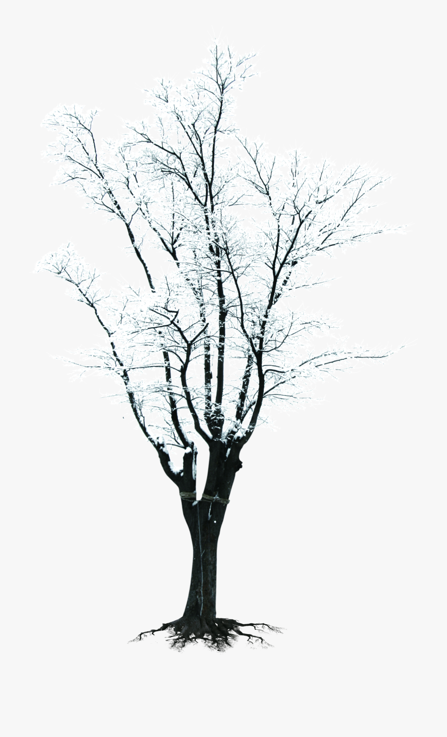 Tree Trunk And Branches Clipart - Winter Tree Png, Transparent Clipart