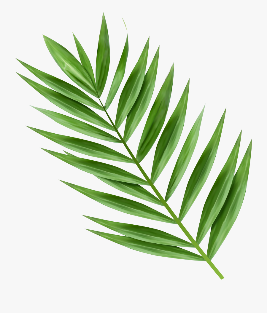 Transparent Image Gallery Yopriceville - Png Palm Tree Leaves, Transparent Clipart