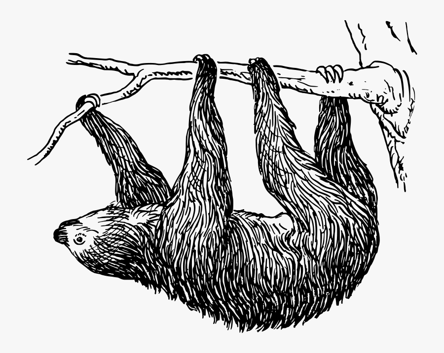 Sloth - Black And White Clipart Sloth, Transparent Clipart