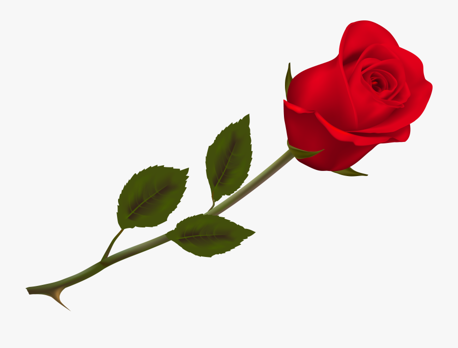 Transparent Beautiful Red Rose Png Picture - Transparent Background Red Rose Png, Transparent Clipart