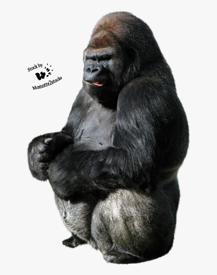 Gorilla Clip Art - Gorilla Png, Transparent Clipart