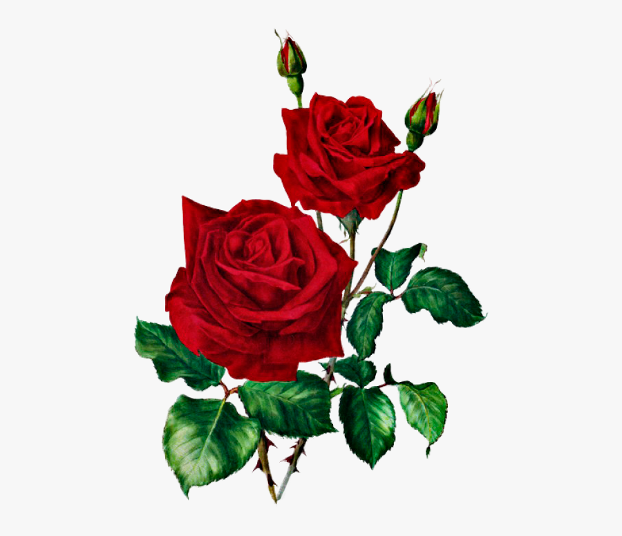 Розы Rose Clipart, Rose Images, Rose Flowers, Red Roses, - Red Roses Vintage Illustration, Transparent Clipart