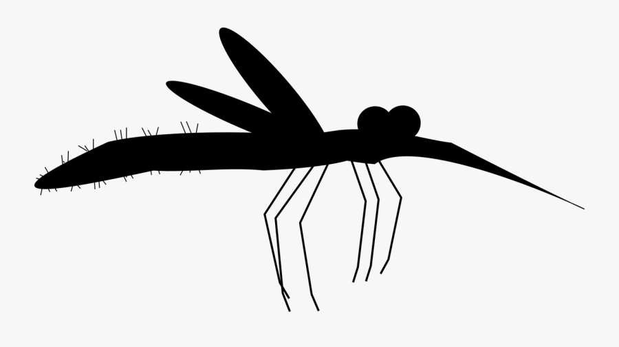 Insect Black & White - Membrane-winged Insect, Transparent Clipart