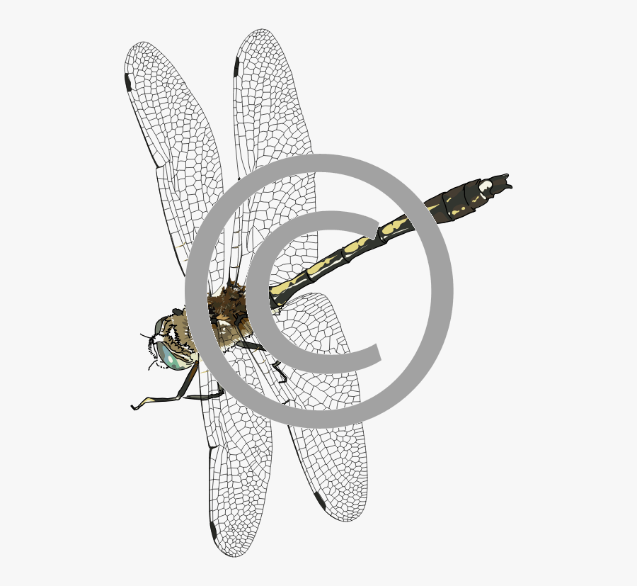 Dragonfly Png Photo - Dragonfly Insect Png, Transparent Clipart