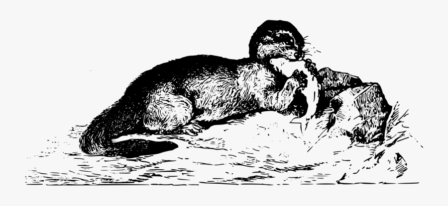 Sea Otter Clipart Christmas - Illustration , Free Transparent Clipart ...