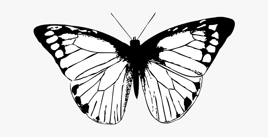 Free Free 170 Black And White Butterfly Svg SVG PNG EPS DXF File