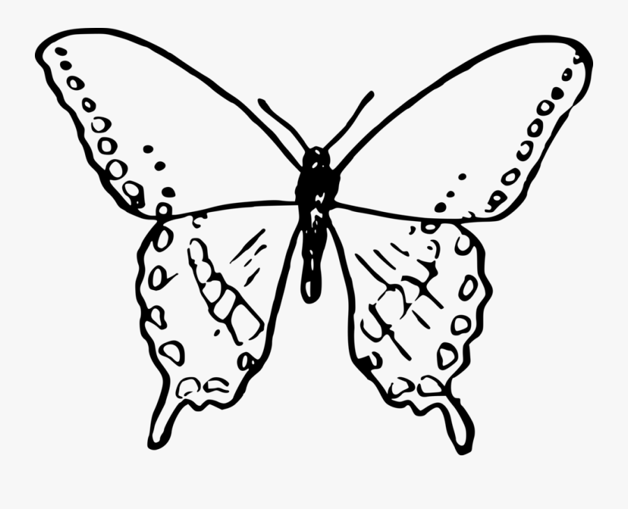 Symmetry,moth,moths And Butterflies - Gambar Sketsa Kupu Kupu, Transparent Clipart