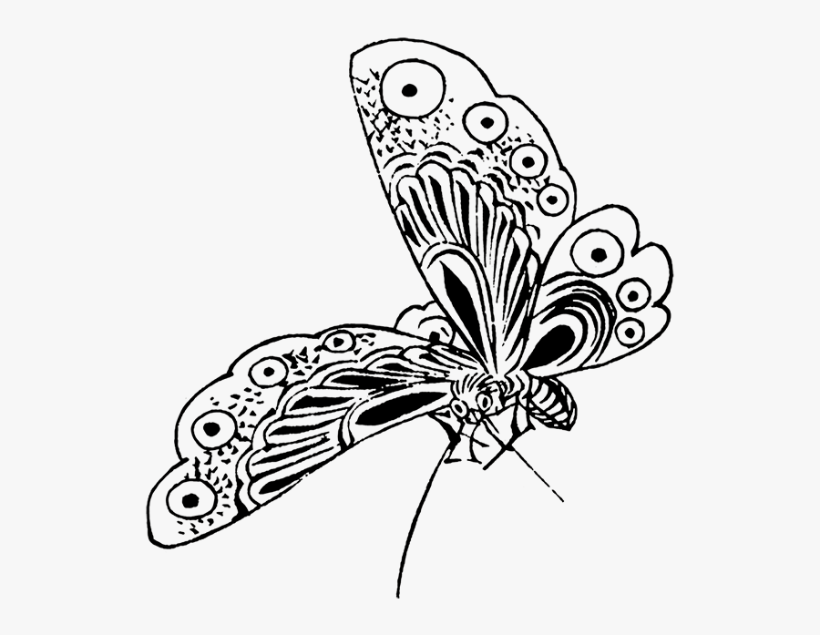 Clip Art Sketches Butterflies - Butterfly Drawing Pic Png, Transparent Clipart