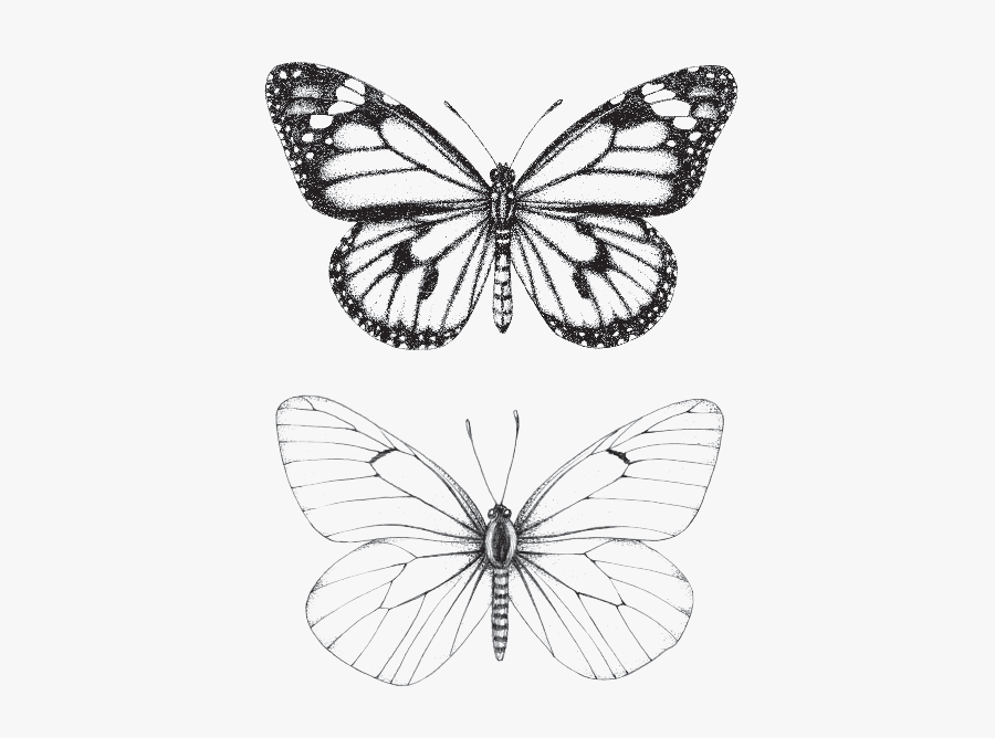 Clip Art Two Butterflies Designed By - Tatuagens Borboleta , Free ...