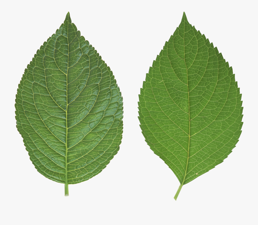 Leaf Clipart Apple Tree - Leaves Png, Transparent Clipart