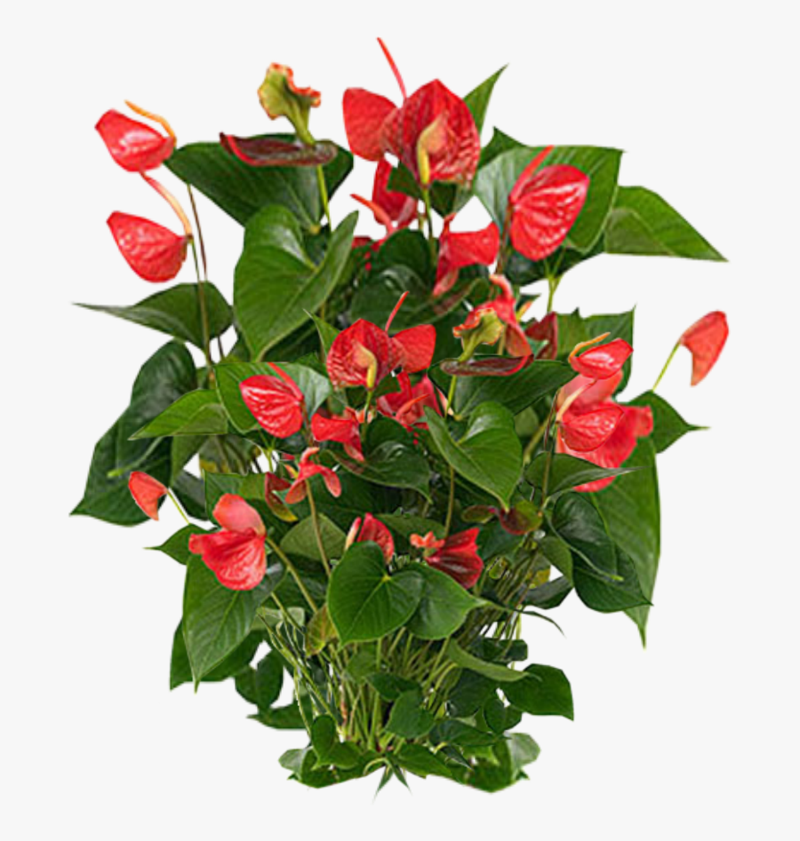 Download Plants Png Clipart - Cây Hồng Môn Đỏ, Transparent Clipart