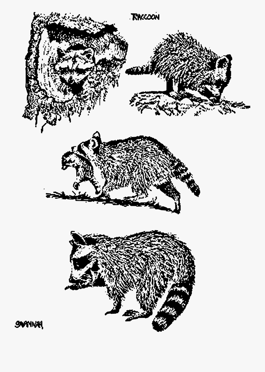 4 Raccoon Scenes Clip Arts - Raccoon, Transparent Clipart
