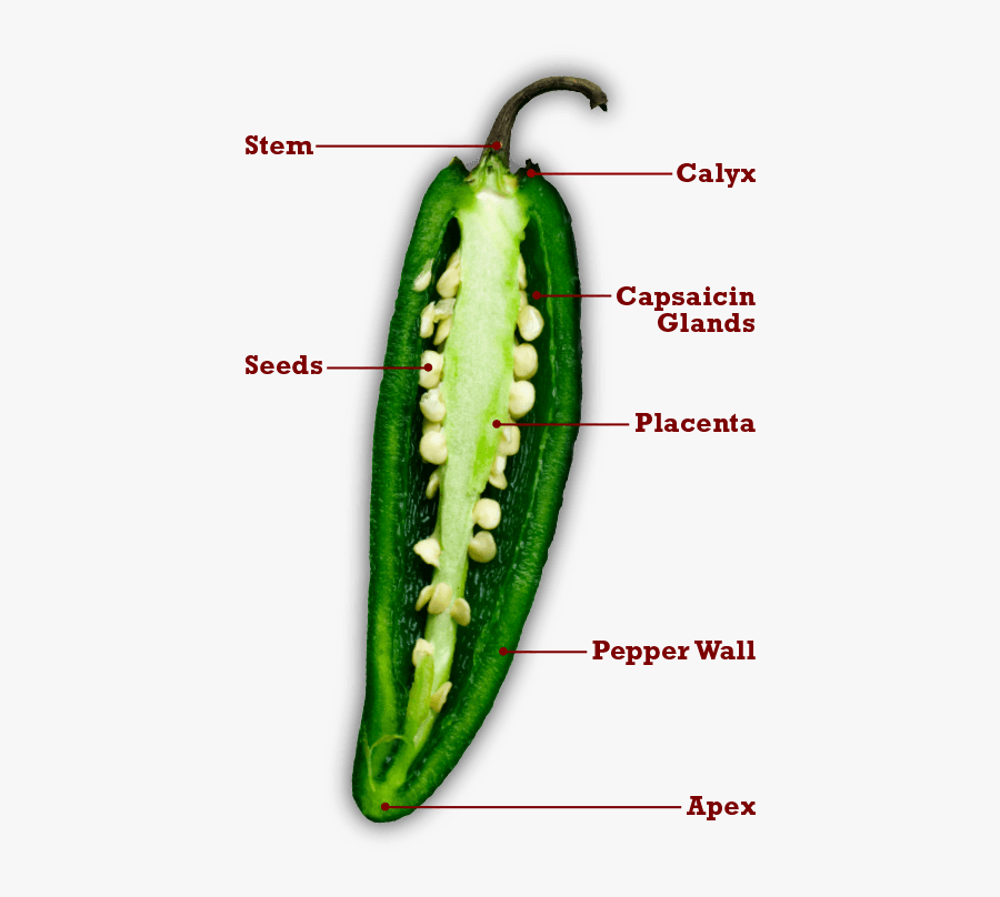 Clip Art Bailey Farms Farm Fresh - Longitudinal Section Of Chilli, Transparent Clipart