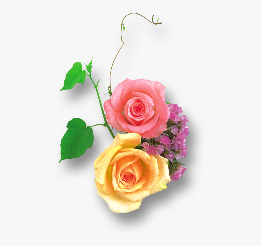 Transparent Clipart Image Light Yellow And Pink Rose - Yellow Pink Rose Png, Transparent Clipart