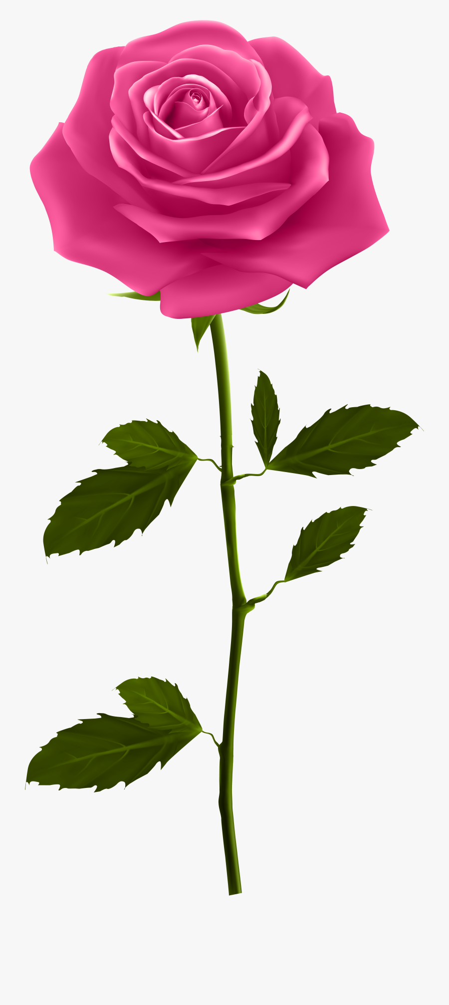 Pink With Stem Png - Pink Rose With Stem, Transparent Clipart