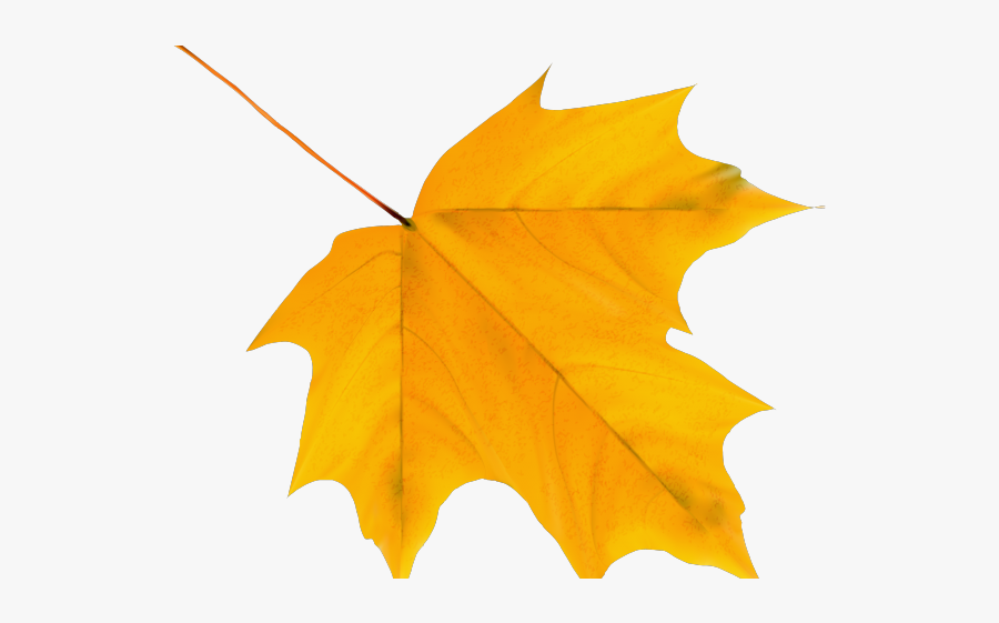 Yellow Fall Leaf Clipart, Transparent Clipart