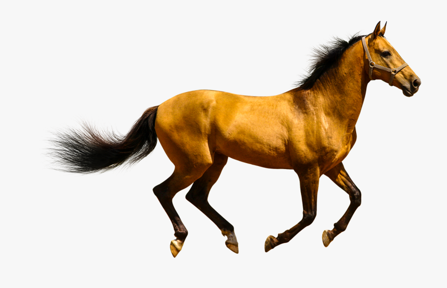 Animals Clipart Png,cartoon Animals Png,cute Animal - Female Horse, Transparent Clipart