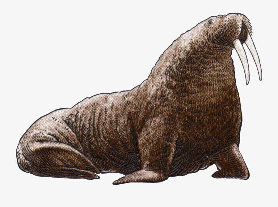 Walrus Png, Transparent Clipart