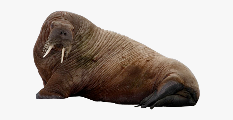 Walrus Png Clipart - Walrus Png, Transparent Clipart