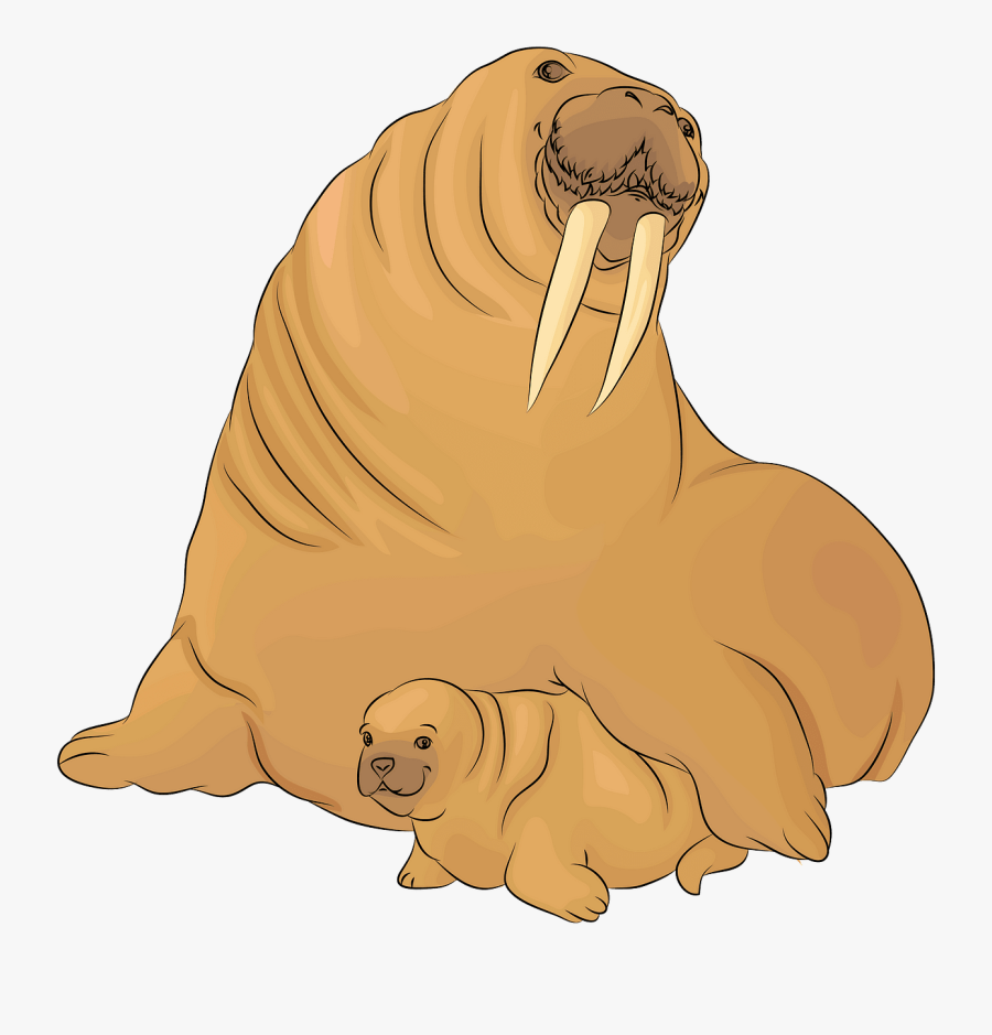 Walrus, Transparent Clipart