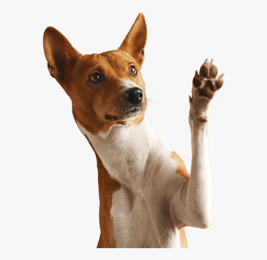 Dog Png Pet - Dog With Paw In The Air, Transparent Clipart