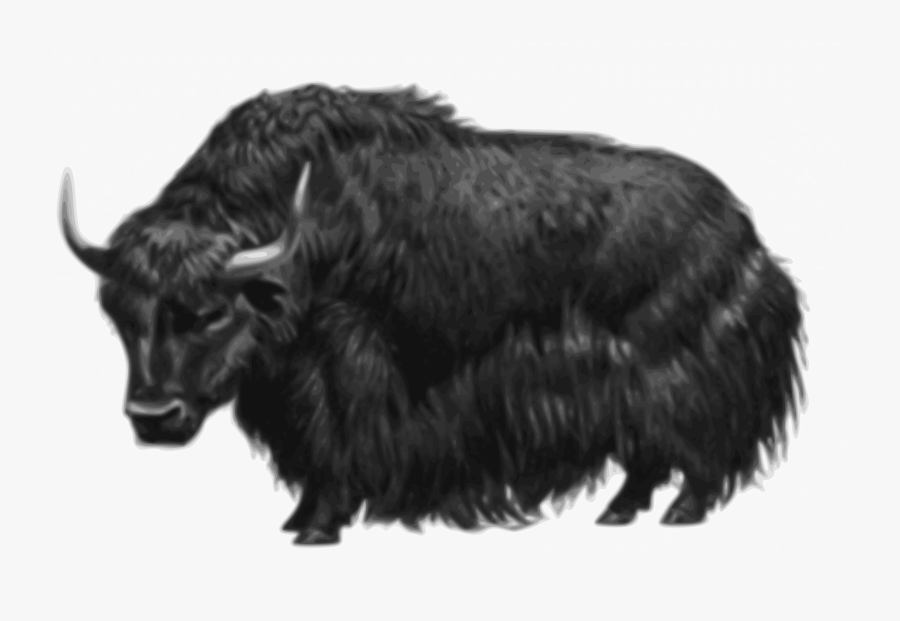 Bull,fur,livestock - Yak Transparent, Transparent Clipart