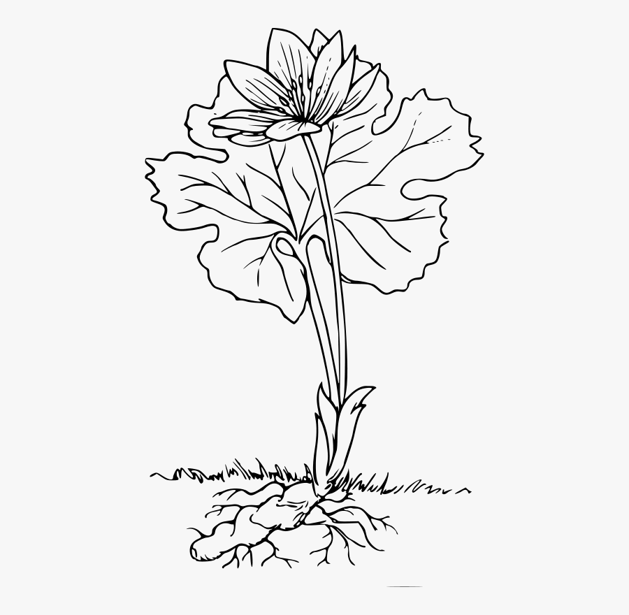 Plant With Roots Black And White, Transparent Clipart