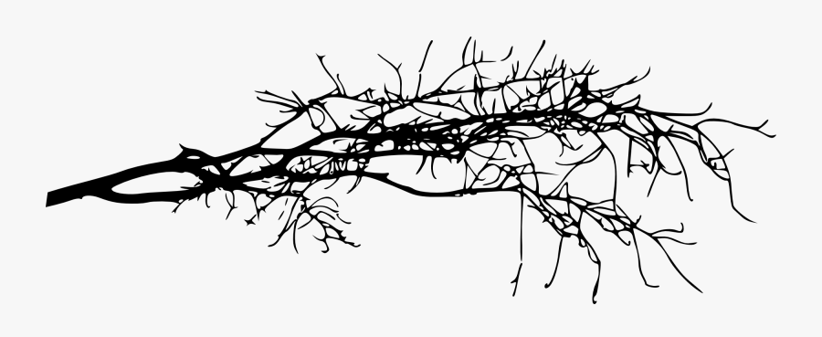 Transparent Family Tree With Roots Clipart - Tree Branch Transparent Background, Transparent Clipart