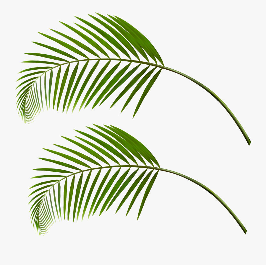 Transparent Palm Leaves Png Clipart , Png Download - Transparent Palm Tree Leaves Png, Transparent Clipart