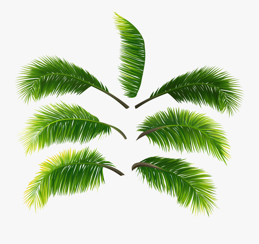 Transparent Palm Fronds Clipart - Palm Leaves Transparent, Transparent Clipart