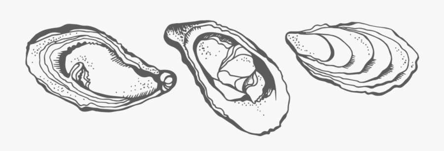 Collection Of Images High Quality Free Oyster Drawing- - Drawing Of Oyster, Transparent Clipart