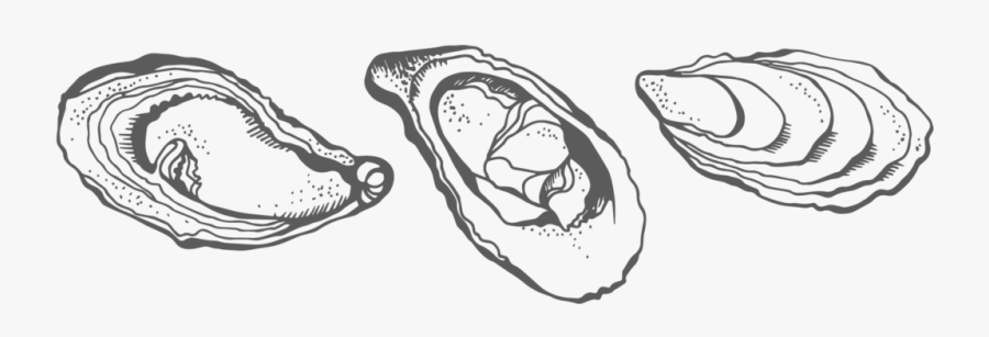 Collection Of Images High Quality Free Oyster Drawing- - Drawing Of