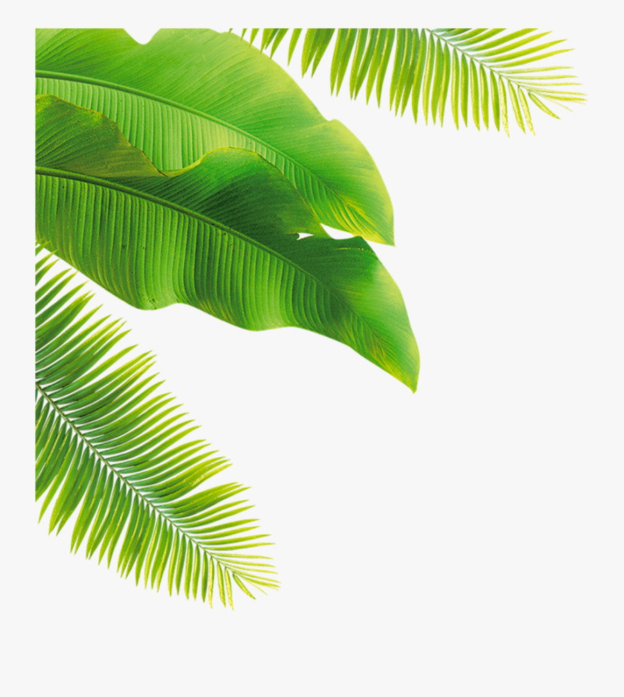 Palm Fronds Clipart - 游泳 的 圖片 動畫, Transparent Clipart