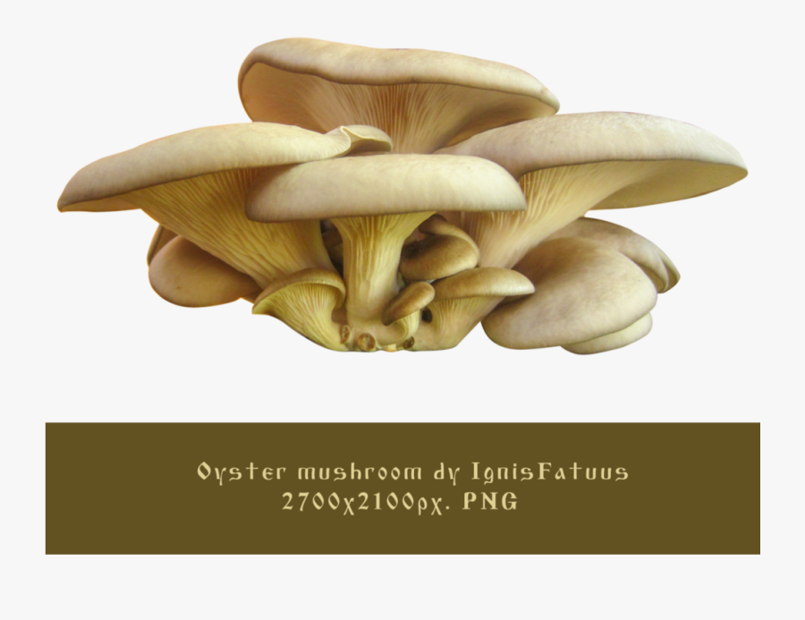 Oyster Clipart Oyster Mushroom - 1 Oyster Mushroom Clipart, Transparent Clipart