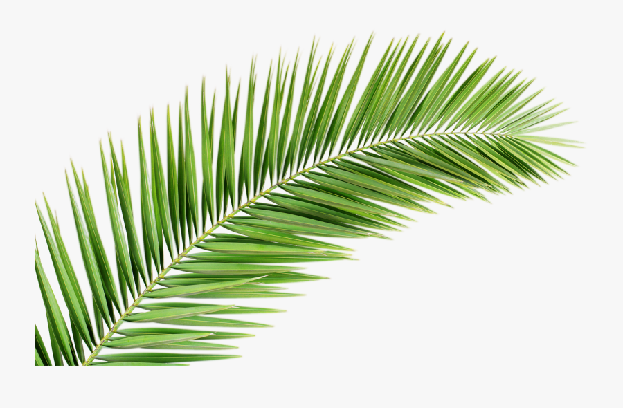 Transparent Tropical Leaf Clipart - Palm Tree Leaf Png, Transparent Clipart