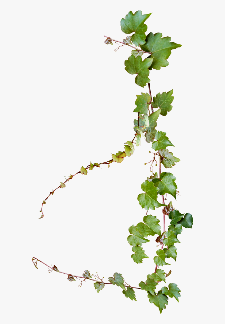 Grape Photography Vine Vines Creative Design Common - Transparent Background Vine Png, Transparent Clipart