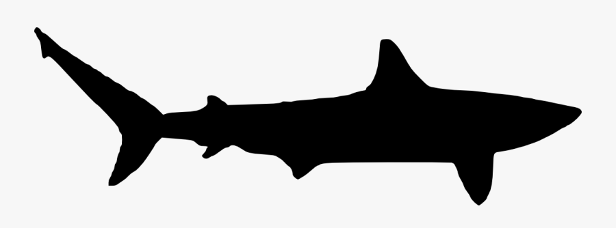 Clip Art Shark Outline Png - White Shark Silhouette Transparent, Transparent Clipart