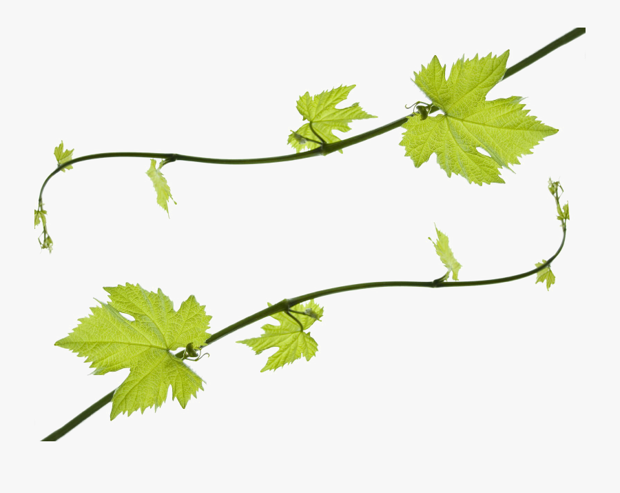 Transparent Grape Vine Png - White Grapes Leaves Png, Transparent Clipart