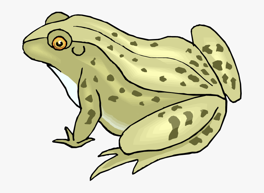 Toad Clipart Bullfrog - Toad Clipart, Transparent Clipart