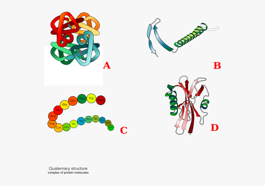 Four Structure Of Protein , Free Transparent Clipart ClipartKey