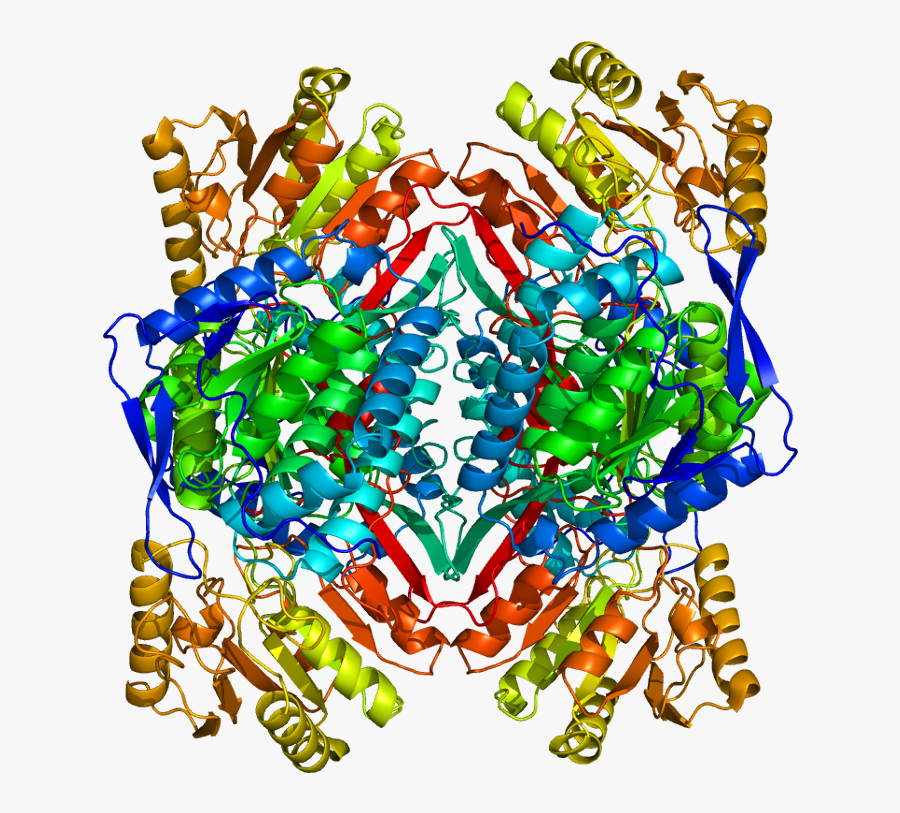 Aldh2 Protein Structure - Aldh2 * 2 Protein, Transparent Clipart