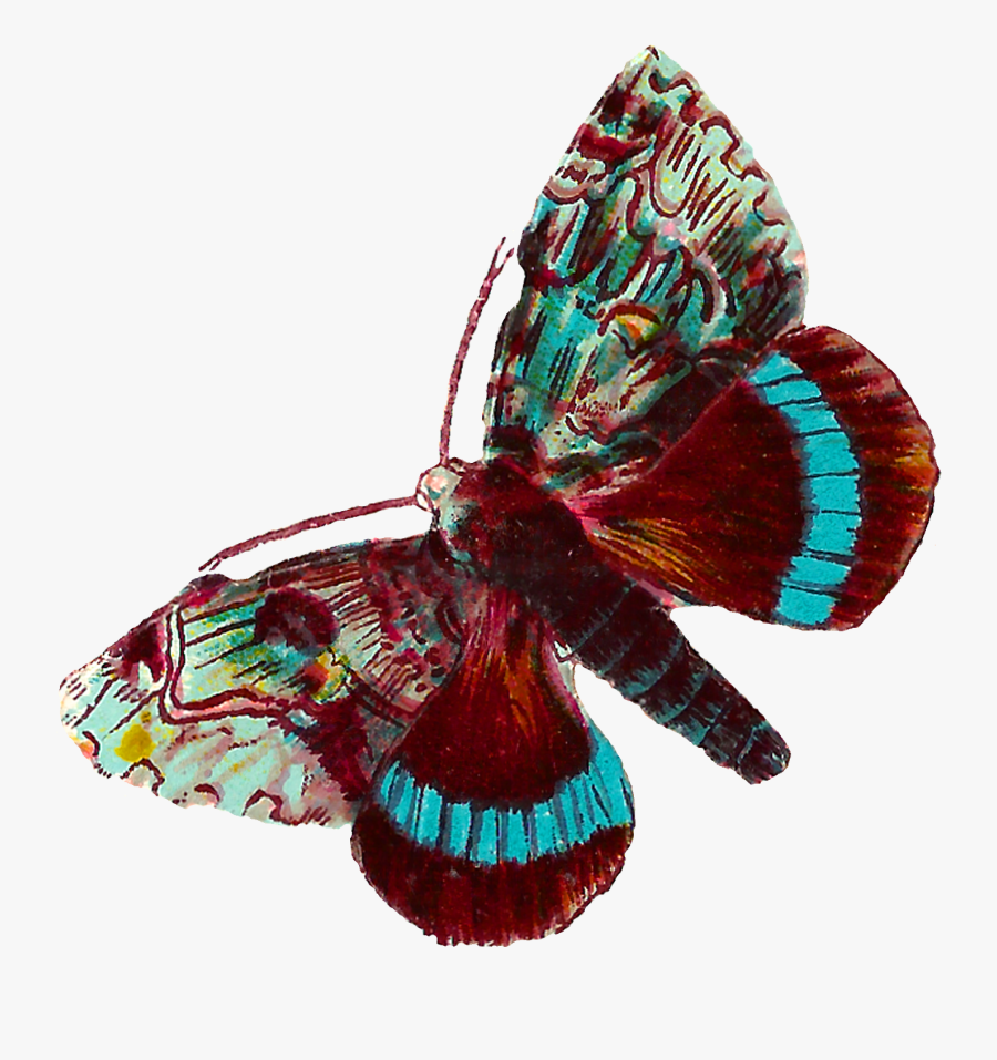Transparent Moth Clipart - Butterfly Vintage Png, Transparent Clipart