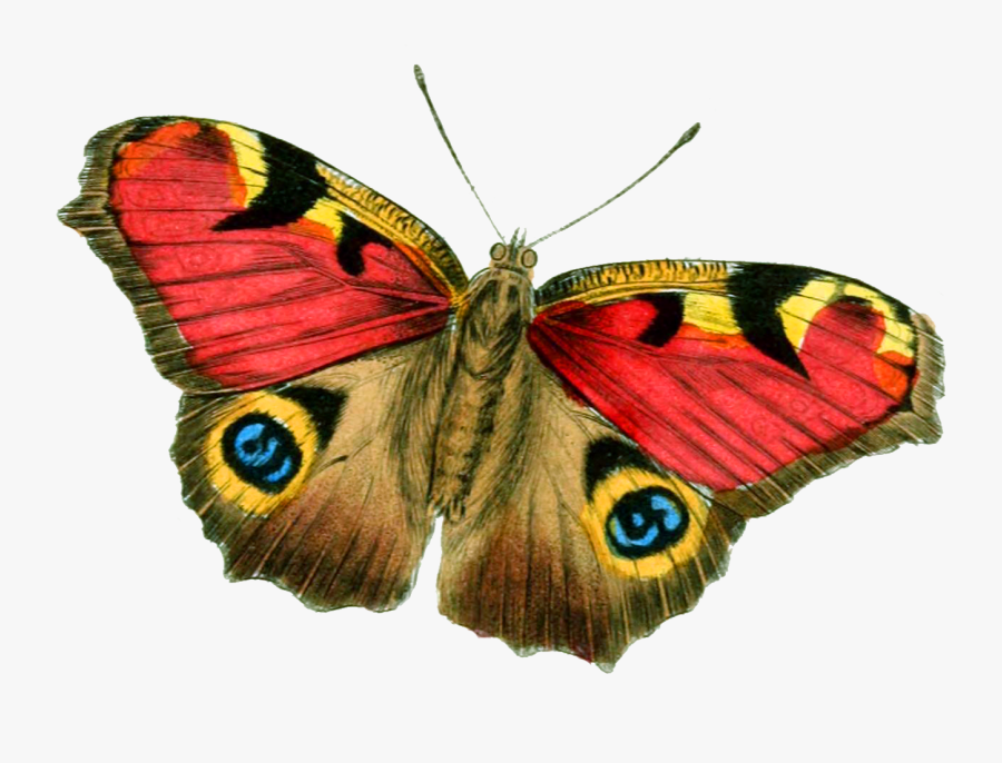 Butterfly Png Clipart - Butterfly That Looks Like Face, Transparent Clipart