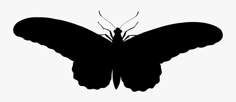 Animals, Butterflies, Butterfly, Flying, Insect - Pochoir Papillon A Imprimer, Transparent Clipart