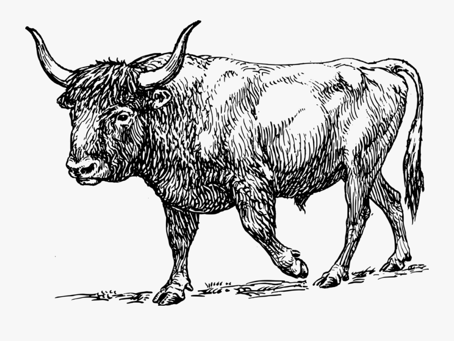 Livestock,monochrome Photography,horn - Aurochs Png, Transparent Clipart